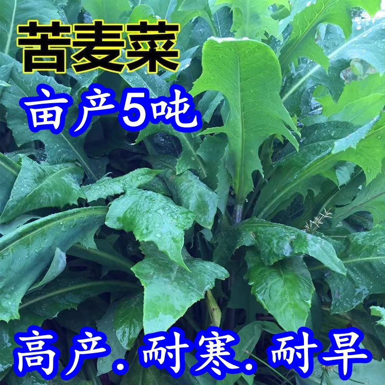 进口多年生苦麦菜种子南北