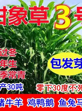 进口耐寒大叶无毛甜象草3