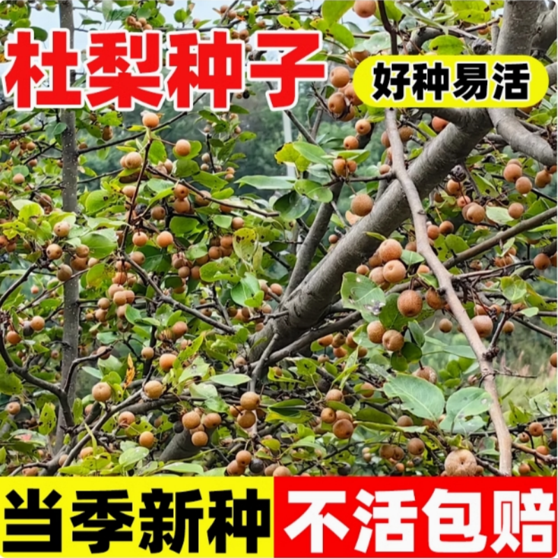 云鲜农杜梨树种子新品种