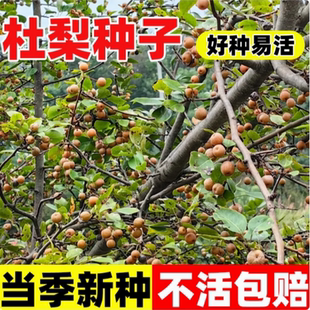 杜梨种子林木种子四季播种棠梨种子海棠梨野生酸梨子南方梨树种子