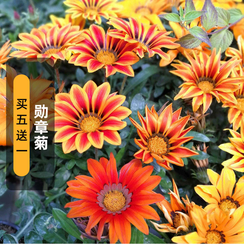 勋章菊种子非洲太阳花种籽多年生花坛阳台室内外阳台盆栽春播