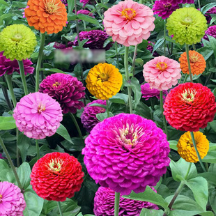 开花庭院重瓣花籽室外内花卉 百日草花种籽子易活菊花种子矮杆四季