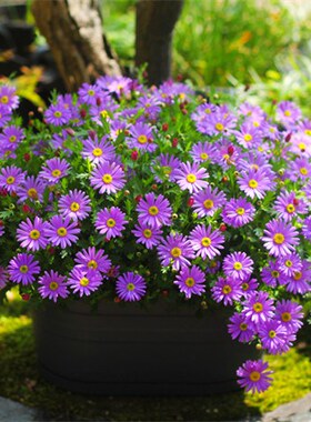 多年生姬小菊花种子四季开花种籽子庭院盆栽花卉植物种孑易活花籽