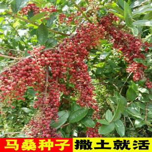 马桑种子四季车桑子木豆猪屎豆马棘种籽醉鱼桑葚桑树护坡灌木草籽