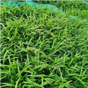宽叶草种籽宽叶雀稗百喜草草子边坡绿化草坪草籽耐热耐旱护坡种子