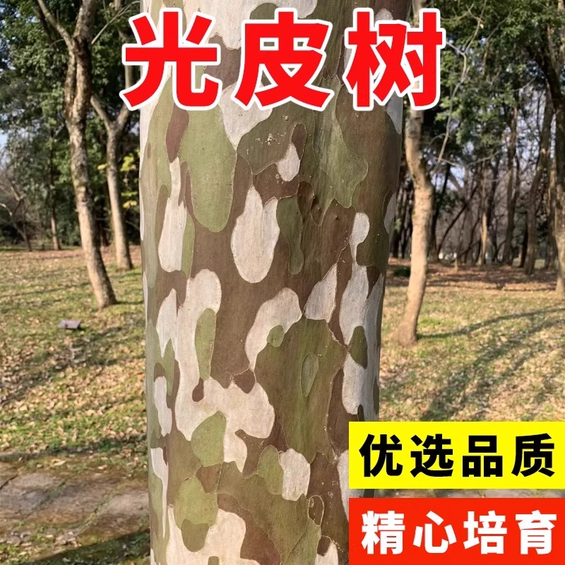光皮梾木种子油料植物油脂食用绿肥绿化树斑皮抽水树光皮树种子籽