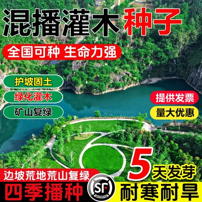护坡灌木种子紫穗槐刺胡枝