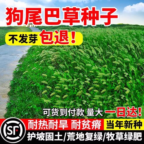 狗尾巴草籽野草种杂草种籽耐旱绿化观赏多年生护坡固土牧草草种子