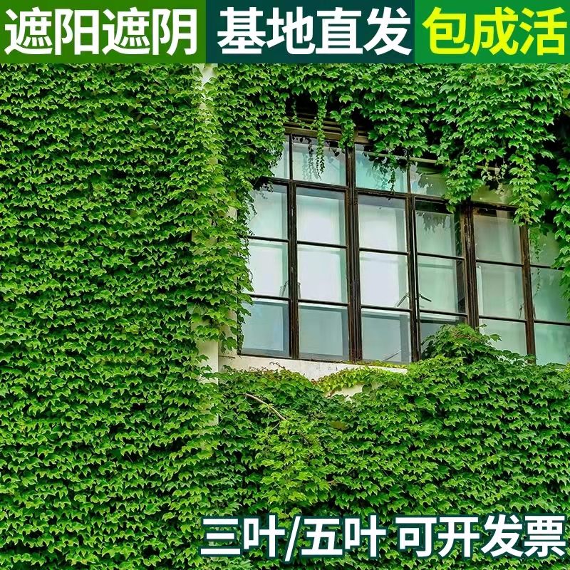 爬山虎种子植物四季庭院室外