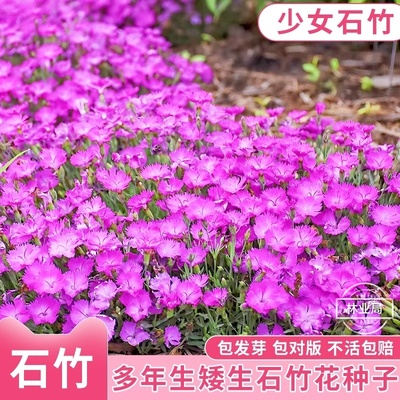 欧石竹初吻花种籽子五彩盆