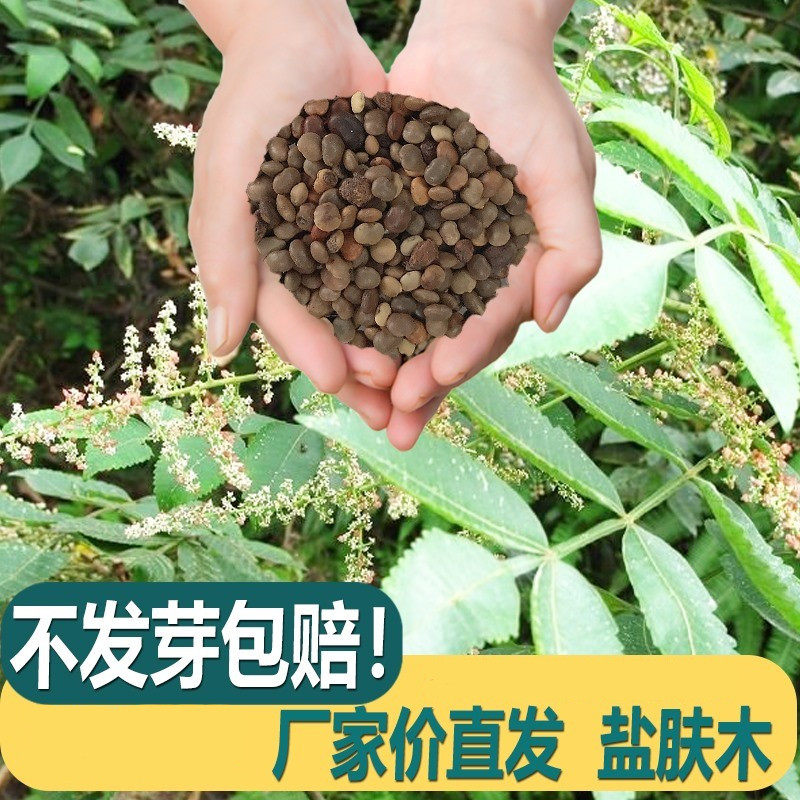 盐肤木种子护坡灌木种子蜜源树种子五倍子种子花木林木苗木种子