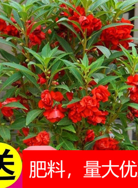 重瓣凤仙花籽花苗指甲花染指甲草种籽学生实验套装花种子易活四季