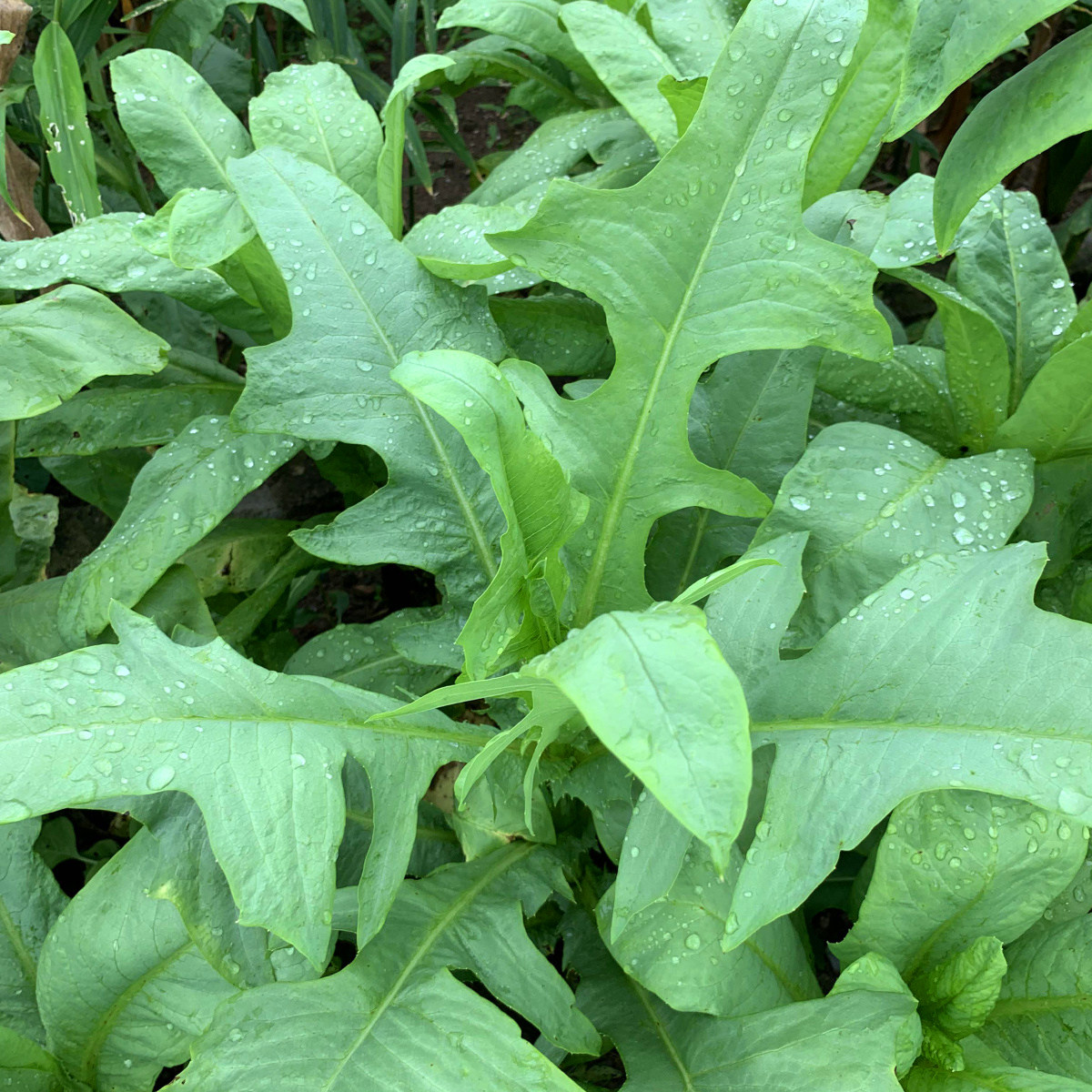 苦麦菜种子鹅菜籽四季苦麻菜喂猪鸡鸭鹅鱼草种籽多年生苦荬菜种籽
