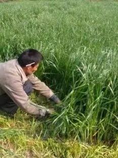 黑麦草种子冬天耐寒牧草种籽多年生养殖草牛羊鸡鹅鱼草种子四季青