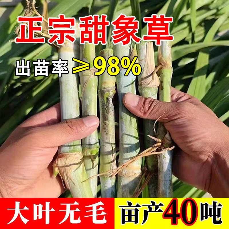 双芽无毛甜象草3号种节巨