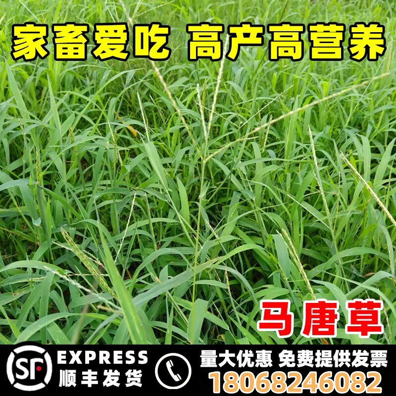 马唐草种籽喂牛羊猪鱼鸡鸭鹅兔畜禽冬季耐寒高产牧草种子四季常青