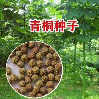 新采青桐种子林木树梧行道