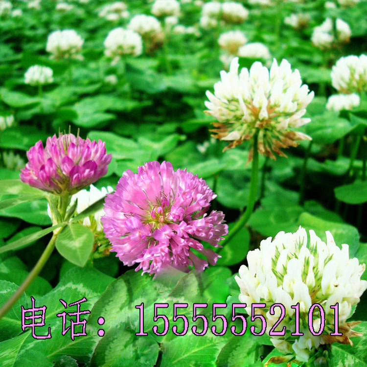 白三叶草种子红三叶草种子净籽四季青草坪绿化果园绿肥草籽