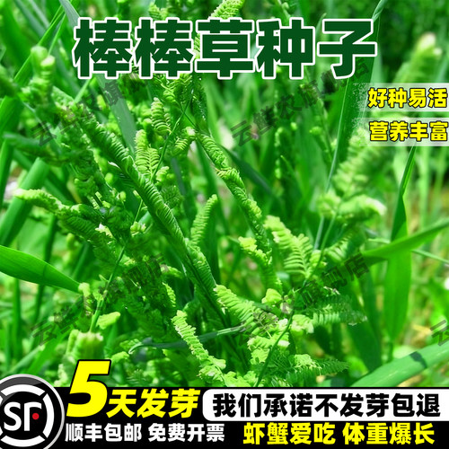 棒棒草籽苦梗草水稗籽虾塘草种子