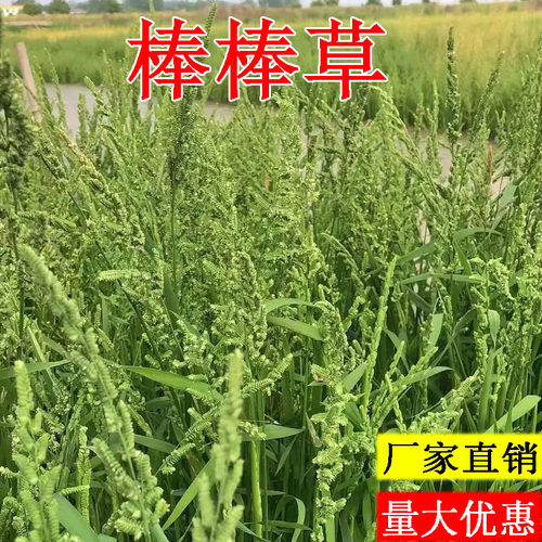 棒棒草种子小龙虾养殖水稗籽苦梗草冬季秋季懒人棒棒草籽虾塘