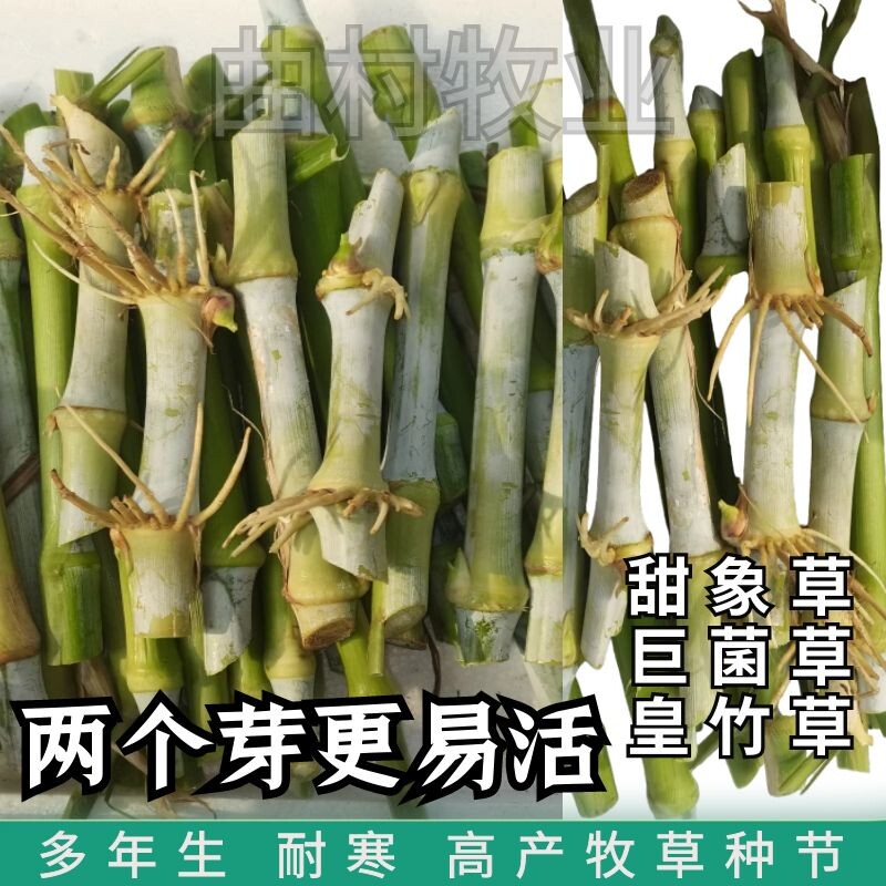 无毛甜象草3号种节巨菌皇