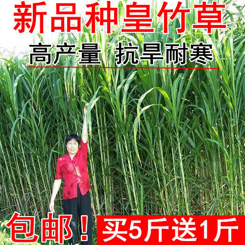 四季新型皇竹草子种孑多年生种子品种 黄竹草种 甜象草种养殖畜牧