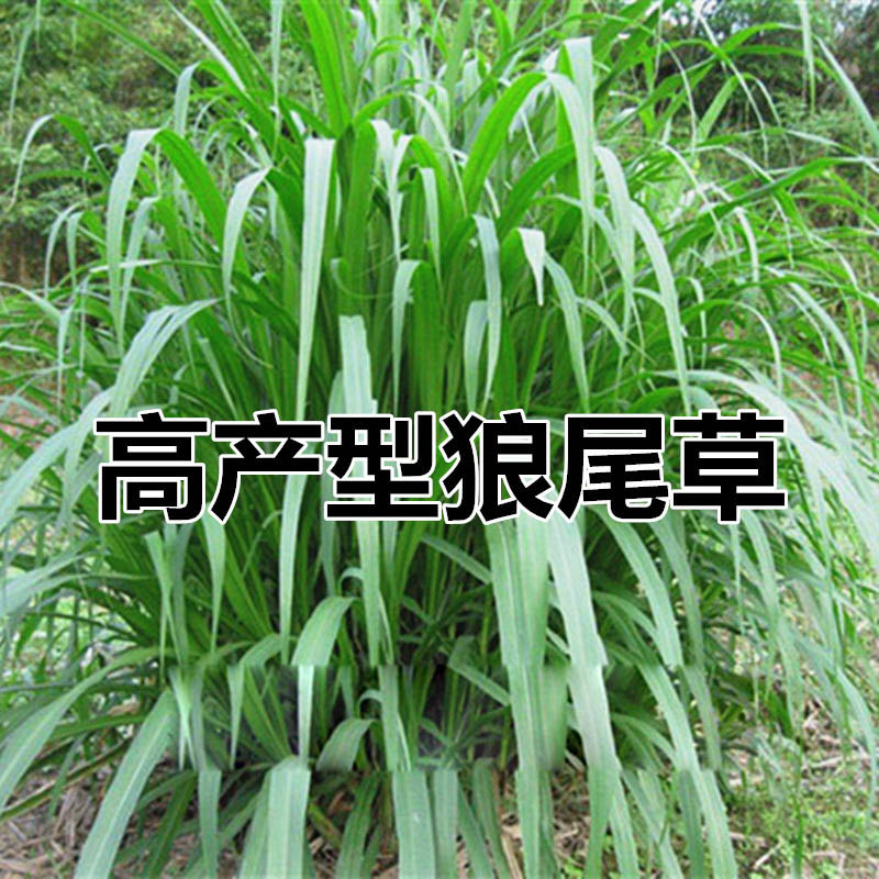 牧草种子狼尾草种子杂交狼尾草高产供草期长多次刈割禽畜牧草籽