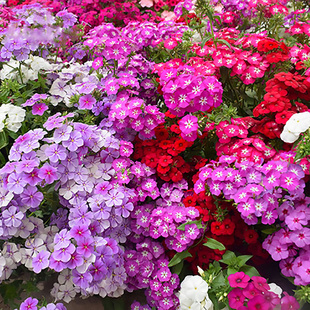 福禄考花种子丛生芝五色梅阳台室内庭院常年开花种子花籽花海