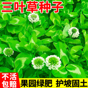 三叶草种子幸运草四季常青耐寒绿化多年生果园绿肥红白三叶草籽种