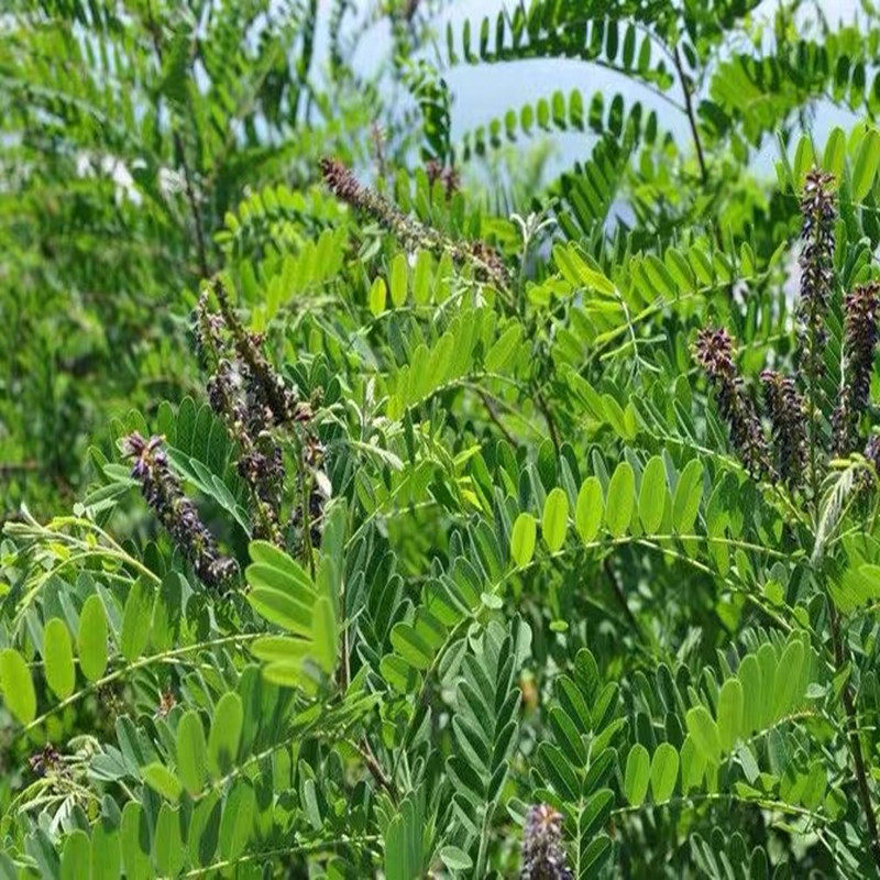 紫穗槐种子洋棉树绿化斜山