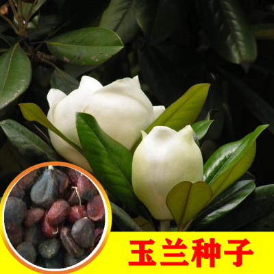 玉兰种子四季绿化种子