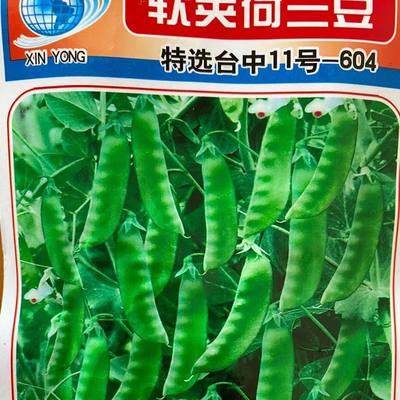 软荚荷兰豆种子春夏秋四季播