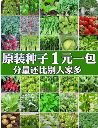 四季蔬菜种子菜种籽菜园盆栽小白菜辣椒黄瓜萝卜蔬菜种孑籽种大全-封面