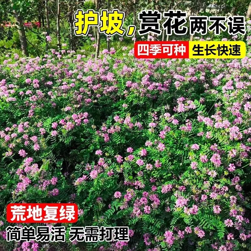 护坡灌木种子紫穗槐刺多花