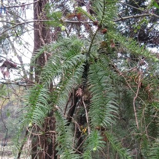 新采一级杉木种子生长快行道树刺杉红心杉速生云南杉木苗杉树种籽
