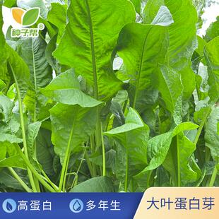 大叶蛋白芽菜种子正宗鲁梅克斯多年生耐寒耐盐碱优良蛋白家禽牧草