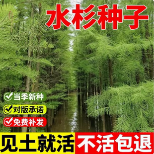 水杉树种子梳子杉绿化树木园林庭院景观高直壮挺拔树木当年新采种