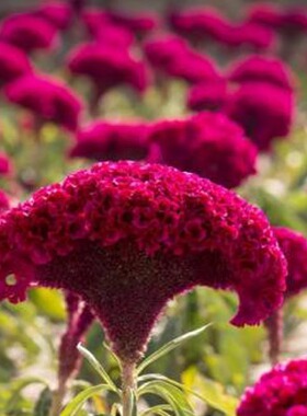 鸡冠花花籽春播白色扇状红黄凤尾庭院室外耐旱易活盆栽鸡冠花种子
