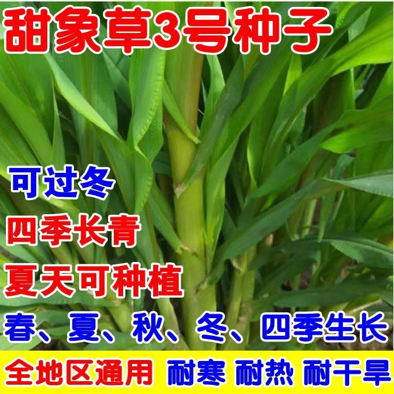 无毛耐寒甜象草3号牧草种子多年生四季常青高产养猪牛羊鱼像草籽