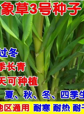 无毛耐寒甜象草3号牧种子