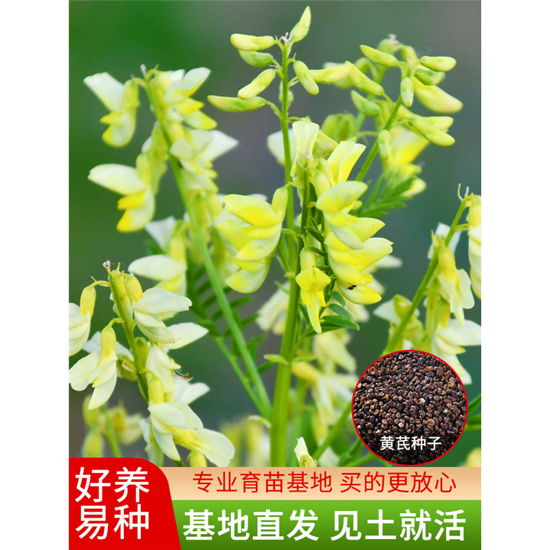 黄芪种子散装药材铁杆四季