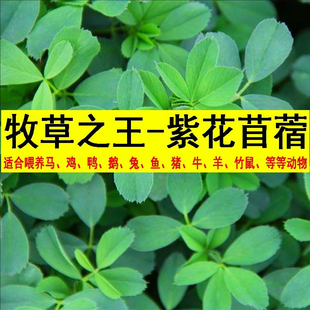 養殖喂牛羊雞鴨鵝草魚牧草種籽 紫花苜蓿草種籽多年生牧草種子四季
