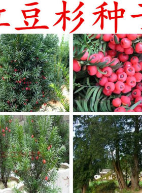 红豆杉种子南方地亚盆景树苗沙藏
