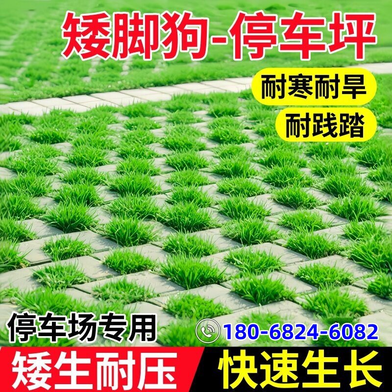 矮脚狗草籽停车场草坪砖草坪种籽公园停车场专用耐寒耐旱耐压种子