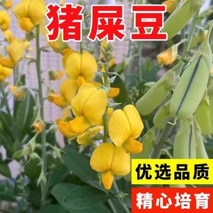猪屎豆种子四季太阳麻种籽灌木护坡草籽固土复绿三圆叶绿化草种孑
