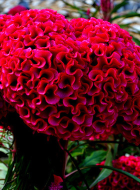 【巨型鸡冠花种子】球状鸡髻花室外大花易种花园景观阳台盆栽花籽