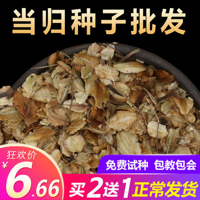 新鲜当归种子特级正品岷县