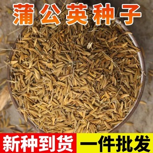 蒲公英种子中药材蒲公英种籽可食用泡水喝新鲜蔬菜夏枯草决明子