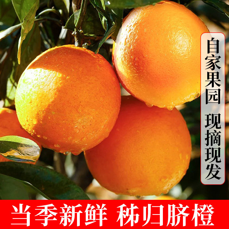 湖北秭归纽荷尔脐新鲜应季时令水果冰糖手剥果冻甜橙子橙整箱包邮