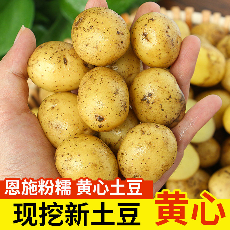 正宗恩施小土豆现挖高山新鲜黄心土豆包邮蔬菜9斤迷你马铃薯洋芋